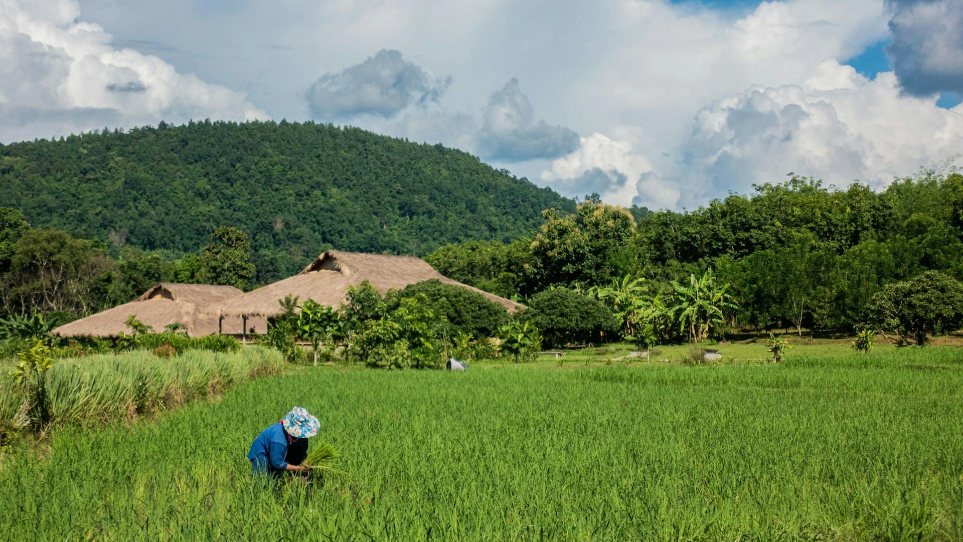 A farmer works in a lush green rice field, with traditional thatched-roof buildings and a forested mountain in the background. The sky is filled with dramatic clouds.