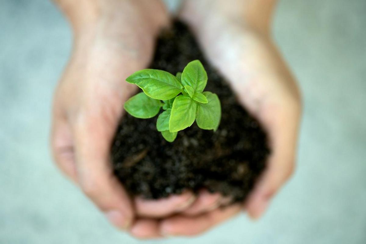 A pair of hands gently cradles a small plant with vibrant green leaves emerging from a clump of dark soil. The image highlights the beginning of new life and the care it requires.