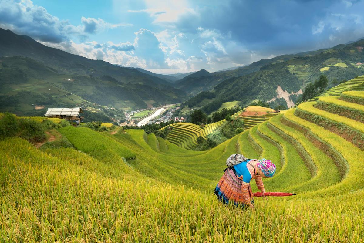 The image depicts a woman working in a terraced rice field with a scenic mountain backdrop. The vibrant green and yellow hues of the rice fields contrast with the darker green of the mountains and the cloudy sky.