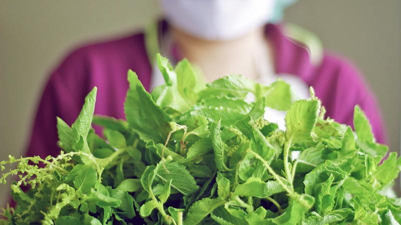 A person is holding a large bunch of fresh green herbs. The focus is on the herbs in the foreground.