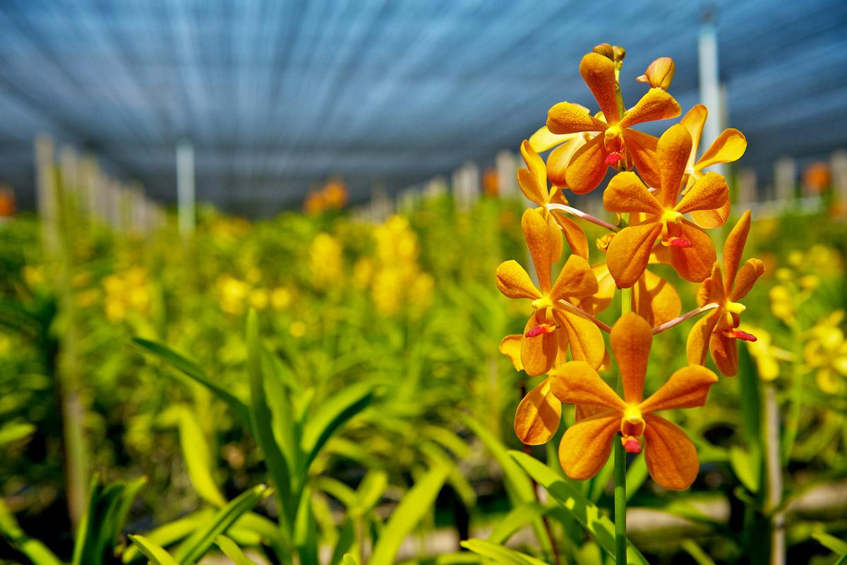 The image shows a close-up of a cluster of vibrant orange orchids in full bloom. The background reveals a greenhouse setting with more orchids in varying shades of yellow.
