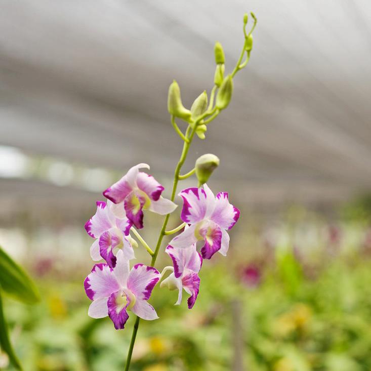 photo of - king dragon