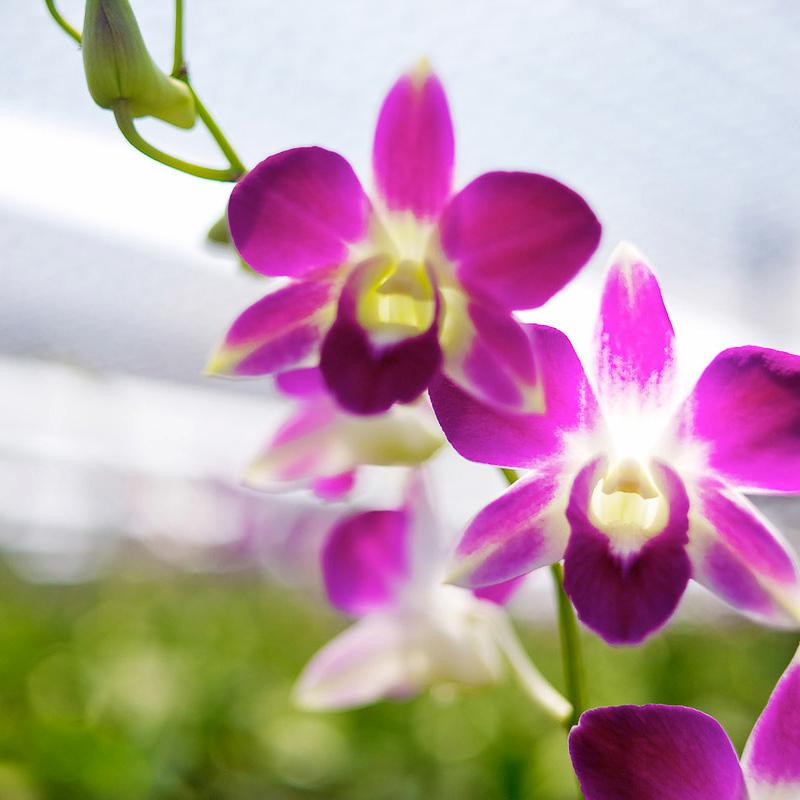 photo of - sonia red