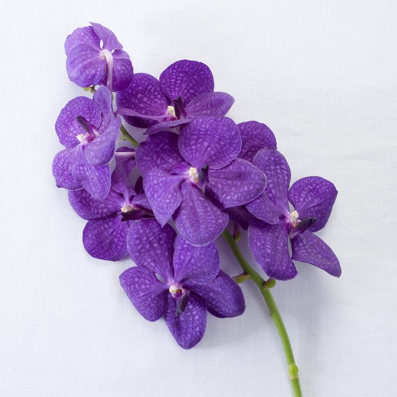 photo of - vanda blue