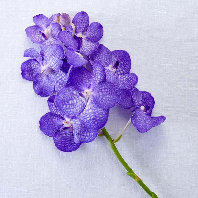 photo of - vanda blue