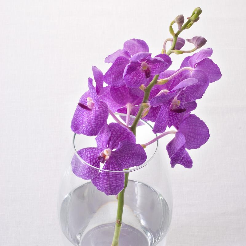 photo of - Vanda blue
