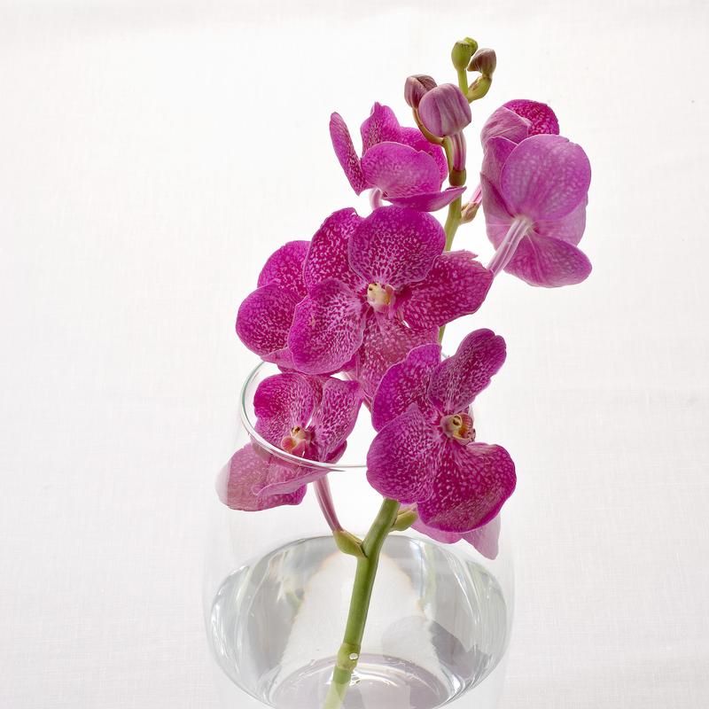 photo of - Vanda pink